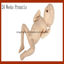 Vivid Medical Nurning Model 24 Weeks Pronatis